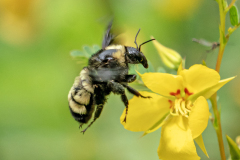 AbruptDiggerBee08-07-2024x