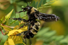 commoneasternbumblebee08-07-2025c