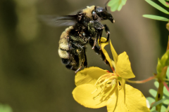 commoneasternbumblebeemaybe08-07-2025