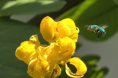 emperors-candestickDilemmaOrchid-BeeB