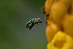 emperors-candlestickDilemmaOrchid-Bee8-07-2025a