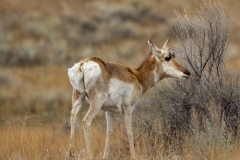 antelope03-17-2020A
