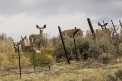 deer03172020A_RS