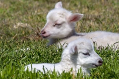 babysheep04-07-2020A