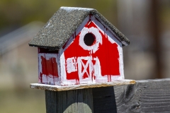 birdbarn04-07-2020