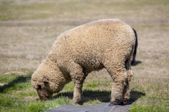 sheep04-07-2020_RS