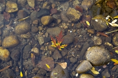 Fall10-18-2019B_RS