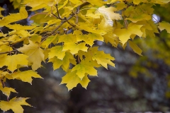 Fall10-18-2019G_RS