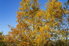 Fall10_11_2019A_RS