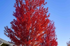 Fall10_11_2019B_RS