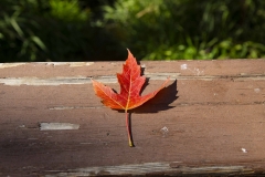 Fall_leaf10_11_2019_RS