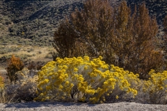 rabbitbrushfall2019A_RS