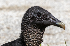 blackvulture02-15-2021