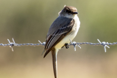 easternphoebe02-20-2021b