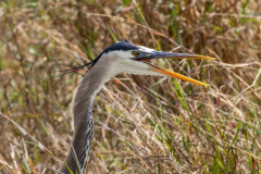 greatblueheron02-15-2021_sm
