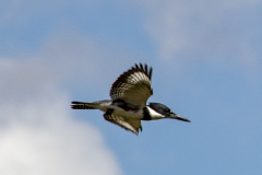 Kingfisher