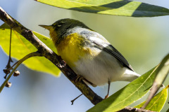northernparula02-20-2021a_sm
