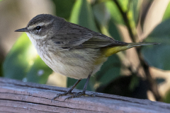 palmwarbler02-20-2021a