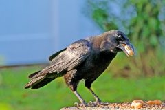 americancrow12-13-2024a