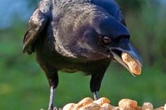 americancrow12-13-2024b