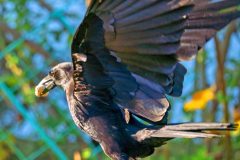 americancrow12-13-2024c