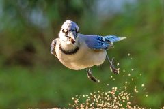 bluejay12-13-2024a