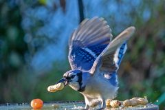 bluejay12-13-2024b