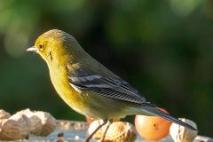 pinewarbler12-13-2024a