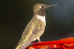 humingbird08-10-2020a