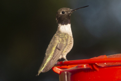 humingbird08-10-2020b