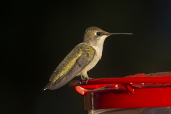 humingbird08-10-2020c