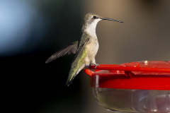 hummingbird08-12-2020b