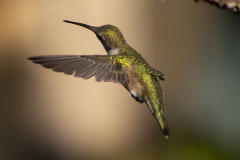 hummingbird08-12-2020c