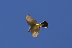 cedarwaxwing07072020