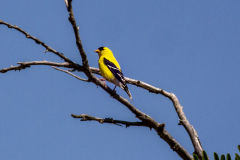 goldfinch07-07-2020a