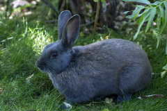rabbitt