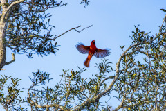 northerncardinal03-13-2021a_sm