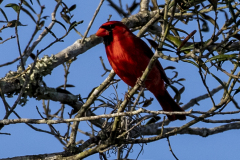 northerncardinal03-13-2021b