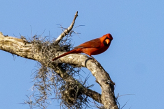 northerncardinal03-19-2021a