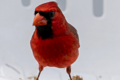 northerncardinal03-22-2021a