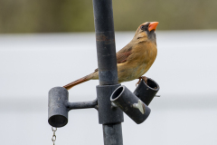 northerncardinal03-22-2021b