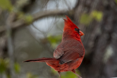 northerncardinal03-22-2021c