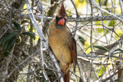northerncardinal03-24-2021a
