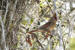 northerncardinal03-24-2021b