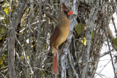 northerncardinal03-24-2021c