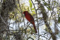 northerncardinal03-24-2021d