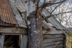 starranch11-15-2019_RS