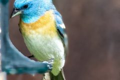 Lazuli-Bunting