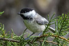 black-capped chickadee