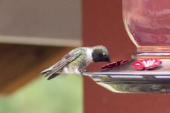 Black-Chinned Humingbird